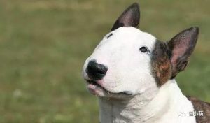 番狗是什么狗？小番狗是什么狗-警犬训练器材厂家 _警犬训练用品_工作犬训练用品-南京开久警犬装备