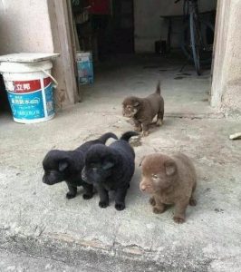 5元2只狗-警犬训练器材厂家 _警犬训练用品_工作犬训练用品-南京开久警犬装备