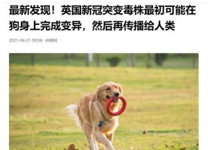 狗狗冠状病毒有什么症状？狗狗有冠状病毒但是没症状就不用治疗吗-警犬训练器材厂家 _警犬训练用品_工作犬训练用品-南京开久警犬装备