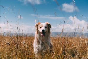 狗狗拉稀怎么办吃什么药好？狗狗拉稀吃什么药好啊-警犬训练器材厂家 _警犬训练用品_工作犬训练用品-南京开久警犬装备