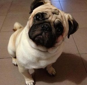 巴哥犬好养嘛(法斗和巴哥犬哪个好养)-警犬训练器材厂家 _警犬训练用品_工作犬训练用品-南京开久警犬装备