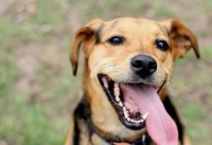 小狗拉稀呕吐怎么办你要做什么-警犬训练器材厂家 _警犬训练用品_工作犬训练用品-南京开久警犬装备