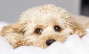 狗狗生殖发炎 母狗狗尿道炎症状-警犬训练器材厂家 _警犬训练用品_工作犬训练用品-南京开久警犬装备