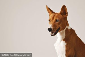 巴辛吉犬好养吗性格特征-警犬训练器材厂家 _警犬训练用品_工作犬训练用品-南京开久警犬装备