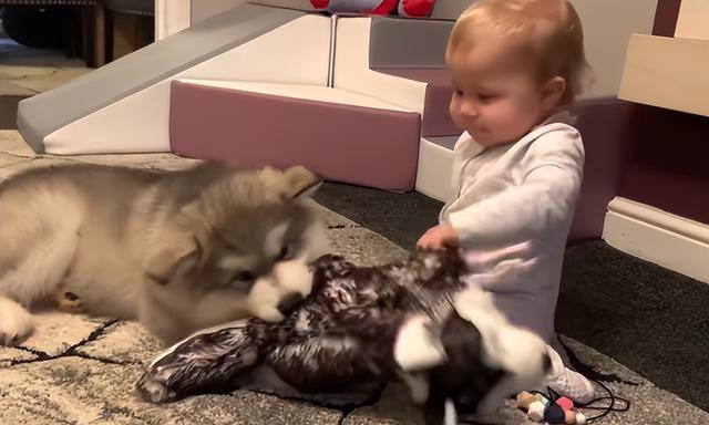 第一次和狗狗(第一次和狗狗接触) - 警犬训练器材厂家 _警犬训练用品_工作犬训练用品-南京开久警犬装备-警犬训练器材厂家 _警犬训练用品_工作犬训练用品-南京开久警犬装备