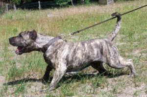 狗品种排行，狗品种排名-警犬训练器材厂家 _警犬训练用品_工作犬训练用品-南京开久警犬装备