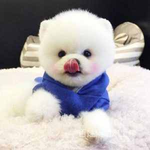 茶杯犬多少钱一只?狗狗品种(北京茶杯犬多少钱一只)-警犬训练器材厂家 _警犬训练用品_工作犬训练用品-南京开久警犬装备