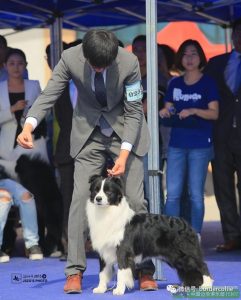 国内东德牧羊犬排名(东德牧羊犬耐力排名)-警犬训练器材厂家 _警犬训练用品_工作犬训练用品-南京开久警犬装备