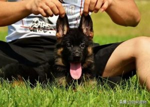 西德犬介绍(西德犬价格是多少)-警犬训练器材厂家 _警犬训练用品_工作犬训练用品-南京开久警犬装备