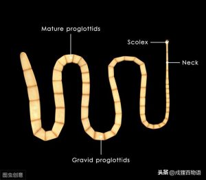 狗肚子里有蛔虫吃什么药？狗拉蛔虫吃什么药-警犬训练器材厂家 _警犬训练用品_工作犬训练用品-南京开久警犬装备