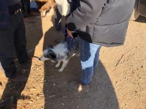 澳洲牧牛犬价格(澳洲牧牛犬和澳洲牧羊犬)-警犬训练器材厂家 _警犬训练用品_工作犬训练用品-南京开久警犬装备