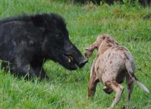野猪大闹驾校被5只狗打败-警犬训练器材厂家 _警犬训练用品_工作犬训练用品-南京开久警犬装备