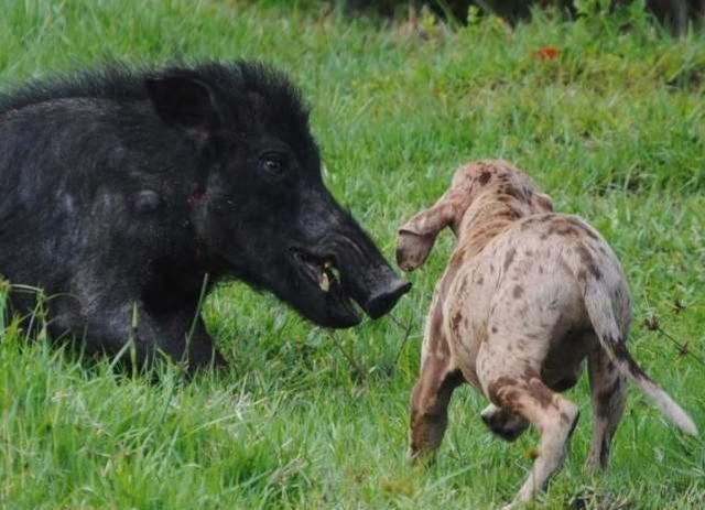 野猪大闹驾校被5只狗打败 - 警犬训练器材厂家 _警犬训练用品_工作犬训练用品-南京开久警犬装备-警犬训练器材厂家 _警犬训练用品_工作犬训练用品-南京开久警犬装备