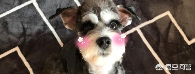 1岁狗狗晚上叫怎么搞(怎么防止狗狗晚上叫) - 警犬训练器材厂家 _警犬训练用品_工作犬训练用品-南京开久警犬装备-警犬训练器材厂家 _警犬训练用品_工作犬训练用品-南京开久警犬装备