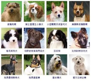 爱尔兰雪达犬价格(爱尔兰雪达犬智商排名)-警犬训练器材厂家 _警犬训练用品_工作犬训练用品-南京开久警犬装备