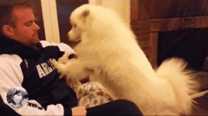 狗狗特点介绍萌宠(英语介绍狗狗的特点作用)-警犬训练器材厂家 _警犬训练用品_工作犬训练用品-南京开久警犬装备