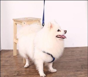 狗狗出门拉不住怎么办(狗狗第一次出门害怕怎么办)-警犬训练器材厂家 _警犬训练用品_工作犬训练用品-南京开久警犬装备