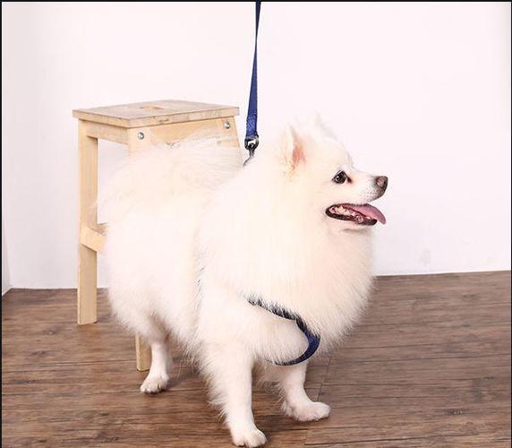 狗狗出门拉不住怎么办(狗狗第一次出门害怕怎么办) - 警犬训练器材厂家 _警犬训练用品_工作犬训练用品-南京开久警犬装备-警犬训练器材厂家 _警犬训练用品_工作犬训练用品-南京开久警犬装备