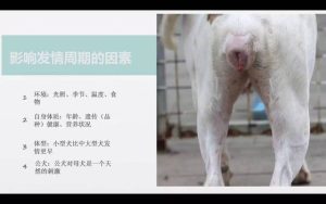 人和母狗交配-警犬训练器材厂家 _警犬训练用品_工作犬训练用品-南京开久警犬装备