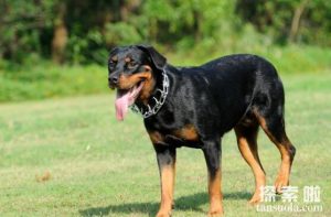 全世界有几种防暴犬-警犬训练器材厂家 _警犬训练用品_工作犬训练用品-南京开久警犬装备