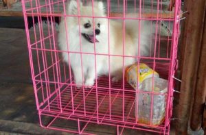 空运狗狗多少钱?空运狗狗价格成犬饲养-警犬训练器材厂家 _警犬训练用品_工作犬训练用品-南京开久警犬装备