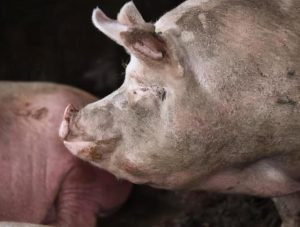 小狗下崽难产怎么办?猫下崽难产怎么办啊-警犬训练器材厂家 _警犬训练用品_工作犬训练用品-南京开久警犬装备