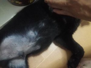 狗皮肤有黑色凸起硬结(皮肤长黑色凸起小包)-警犬训练器材厂家 _警犬训练用品_工作犬训练用品-南京开久警犬装备