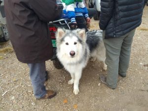 中国各地阿拉斯加雪橇犬价格(阿拉斯加雪橇犬的价格)-警犬训练器材厂家 _警犬训练用品_工作犬训练用品-南京开久警犬装备