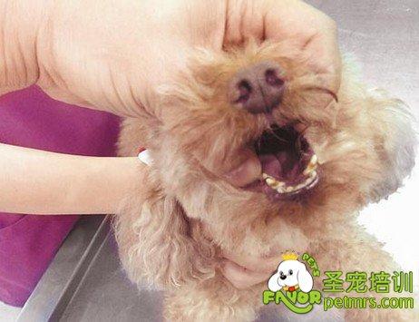 狗狗被异物卡住了怎么办？狗狗喉咙有异物卡住怎么办 - 警犬训练器材厂家 _警犬训练用品_工作犬训练用品-南京开久警犬装备-警犬训练器材厂家 _警犬训练用品_工作犬训练用品-南京开久警犬装备