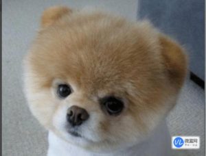 常见小型宠物犬有哪些品种？小型宠物犬有哪些及 ***-警犬训练器材厂家 _警犬训练用品_工作犬训练用品-南京开久警犬装备