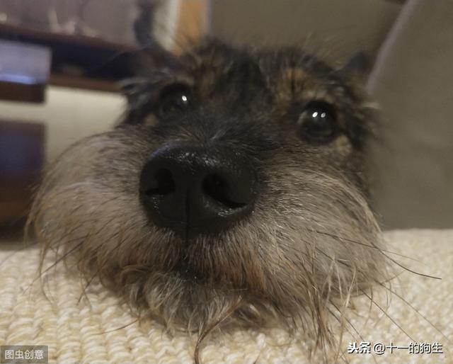 狗最好结石药(狗狗结石吃什么药最好) - 警犬训练器材厂家 _警犬训练用品_工作犬训练用品-南京开久警犬装备-警犬训练器材厂家 _警犬训练用品_工作犬训练用品-南京开久警犬装备