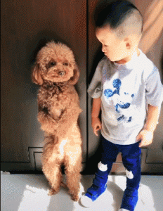 常见的工作犬种(常见的工作犬种类)-警犬训练器材厂家 _警犬训练用品_工作犬训练用品-南京开久警犬装备