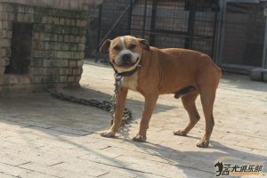 猛犬俱乐部论坛(猛犬俱乐部官方网站)-警犬训练器材厂家 _警犬训练用品_工作犬训练用品-南京开久警犬装备