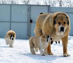 怎样说服妈妈养小狗口语交际(怎样说服妈妈养小狗口语交际作文)-警犬训练器材厂家 _警犬训练用品_工作犬训练用品-南京开久警犬装备