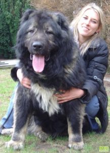 中国最大的狗有多大(目前最大的狗有多大)-警犬训练器材厂家 _警犬训练用品_工作犬训练用品-南京开久警犬装备