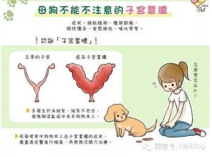 狗子宫蓄脓晚期，狗子宫蓄脓晚期的症状-警犬训练器材厂家 _警犬训练用品_工作犬训练用品-南京开久警犬装备