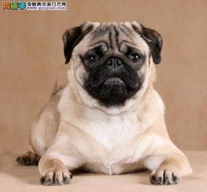 巴哥狗狗的品种(给巴哥狗狗接生 *** )-警犬训练器材厂家 _警犬训练用品_工作犬训练用品-南京开久警犬装备