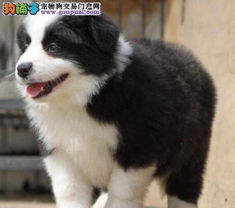 边境牧羊犬的价格行情 - 警犬训练器材厂家 _警犬训练用品_工作犬训练用品-南京开久警犬装备-警犬训练器材厂家 _警犬训练用品_工作犬训练用品-南京开久警犬装备