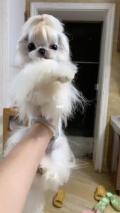 马尔济斯价格狗犬价格_狗品种马尔济斯价格-警犬训练器材厂家 _警犬训练用品_工作犬训练用品-南京开久警犬装备