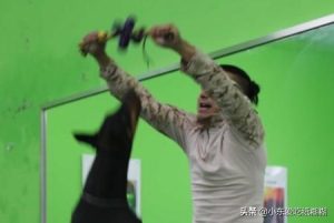 宠物狗喂养 *** _怎么喂养小狗-警犬训练器材厂家 _警犬训练用品_工作犬训练用品-南京开久警犬装备