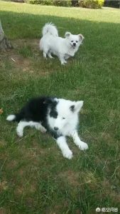 杭州狗狗领养(杭州狗狗领养渠道)-警犬训练器材厂家 _警犬训练用品_工作犬训练用品-南京开久警犬装备