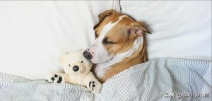 狗狗一直坐着没精神  狗狗一直咳但是精神好-警犬训练器材厂家 _警犬训练用品_工作犬训练用品-南京开久警犬装备