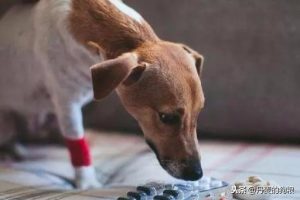 狗狗药物过敏后遗症(狗狗药物过敏症状处理办法)-警犬训练器材厂家 _警犬训练用品_工作犬训练用品-南京开久警犬装备