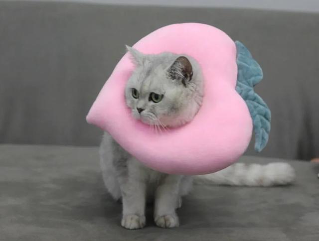 20221205113111_54927