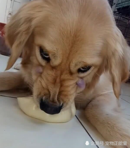 狗狗护食的表现(狗狗护食的表现有哪些) - 警犬训练器材厂家 _警犬训练用品_工作犬训练用品-南京开久警犬装备-警犬训练器材厂家 _警犬训练用品_工作犬训练用品-南京开久警犬装备