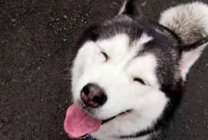 刚出生小狗半夜叫(刚出生小狗半夜叫是什么原因)-警犬训练器材厂家 _警犬训练用品_工作犬训练用品-南京开久警犬装备