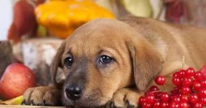 小狗敢吃水果吗？三四个月的小狗可以吃水果吗-警犬训练器材厂家 _警犬训练用品_工作犬训练用品-南京开久警犬装备