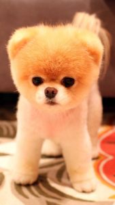 ***  小狗狗( *** 小狗狗的 *** )-警犬训练器材厂家 _警犬训练用品_工作犬训练用品-南京开久警犬装备