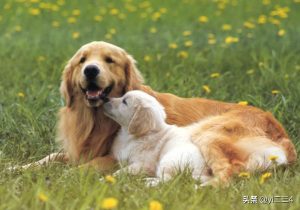 狗狗身上犯皮肤病  狗狗身上有皮肤病结痂-警犬训练器材厂家 _警犬训练用品_工作犬训练用品-南京开久警犬装备