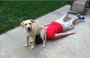 狗狗被压了一下怎么办(狗狗腿被车压了怎么办)-警犬训练器材厂家 _警犬训练用品_工作犬训练用品-南京开久警犬装备